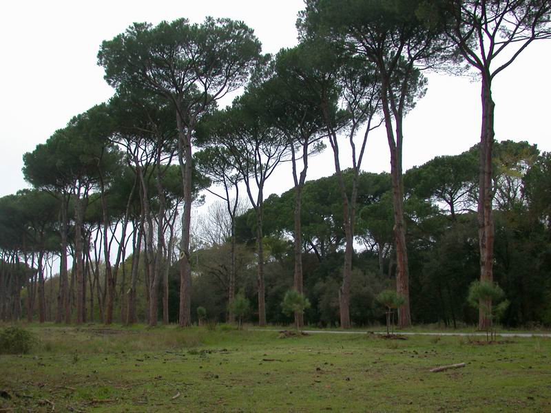 Mycoflora  toscana - Che grande soddisfazione....